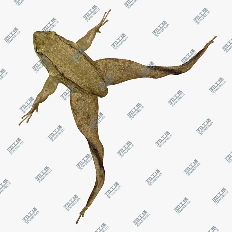 images/goods_img/2021040231/Green Frog (RIGGED)/1.jpg